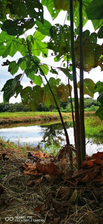 Oasis Del Tortuguero * Cariari (Limon)